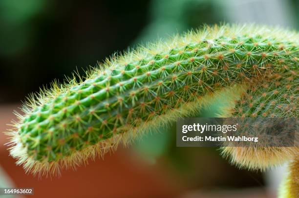 pene cactus - ets fotografías e imágenes de stock