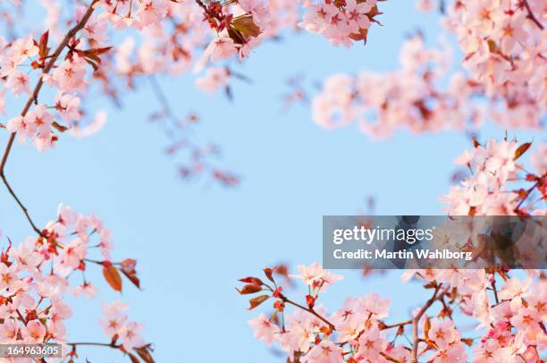 cherry tree flowers at dawn - flor de cerezo fotografías e imágenes de stock