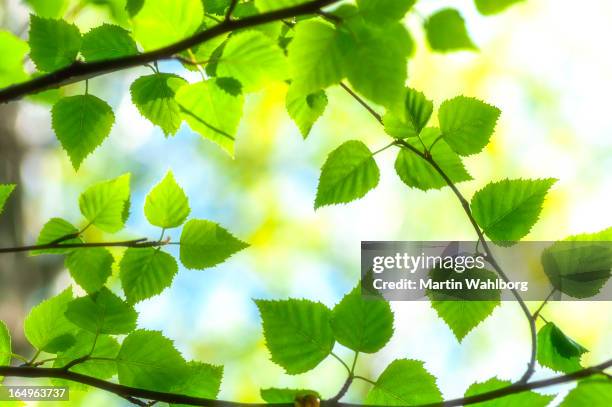 birch tree branches - birch stock pictures, royalty-free photos & images