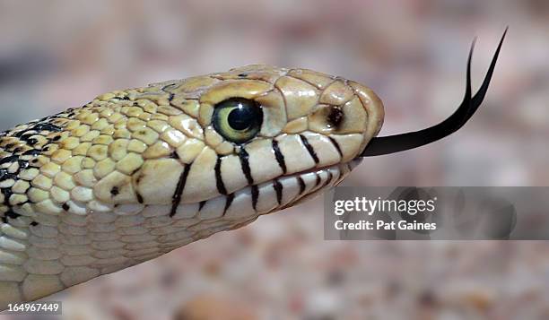 bull snake - bull snake stock-fotos und bilder