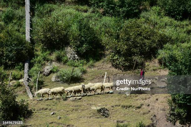 Shepherd walks with his sheep in Bandipora district around 80 kilometers from Srinagar city, Indian Administered Kashmir on 06 September 2023.