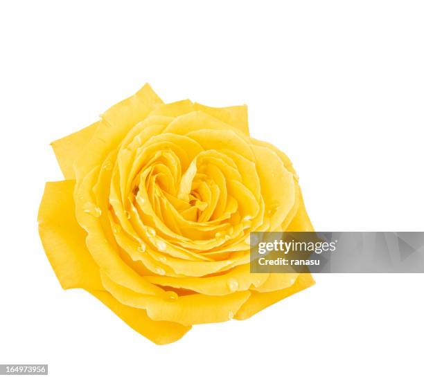 Simply Yellow Roses 1,660 Beautiful Single Yellow Rose Stock Photos, High-Res Pictures, and ...