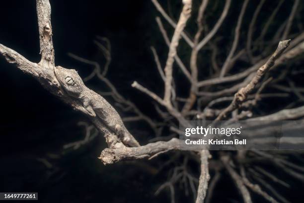 a wild northern spiny-tailed gecko (strophurus ciliaris) blending into the texture of a dead branch at night through camoflage - australian gecko stock pictures, royalty-free photos & images