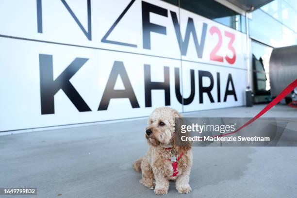 Cavoodle is seen during New Zealand Fashion Week 23: Kahuria at the Viaduct Events Centre‎ on August 31, 2023 in Auckland, New Zealand.