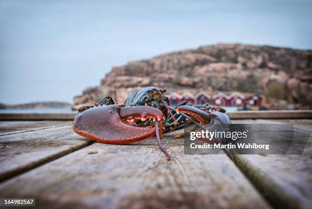 große hummer auf einem hölzernen anlegesteg. - lobster stock-fotos und bilder