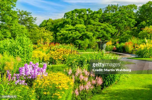 hermoso jardín botánico de gotemburgo - corisperma fotografías e imágenes de stock