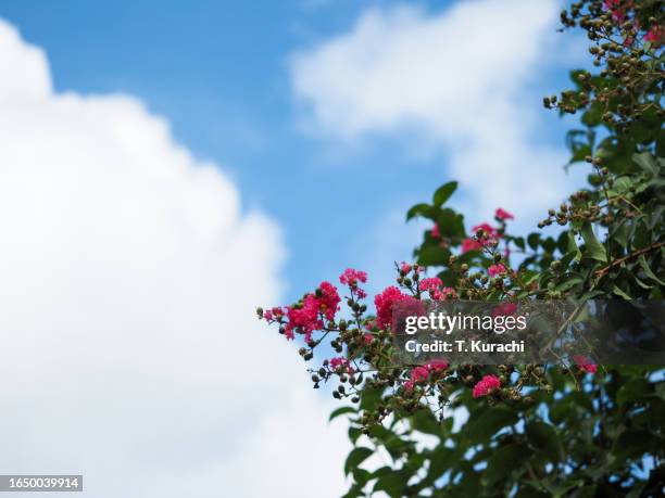 crape myrtle - crape myrtle stock-fotos und bilder