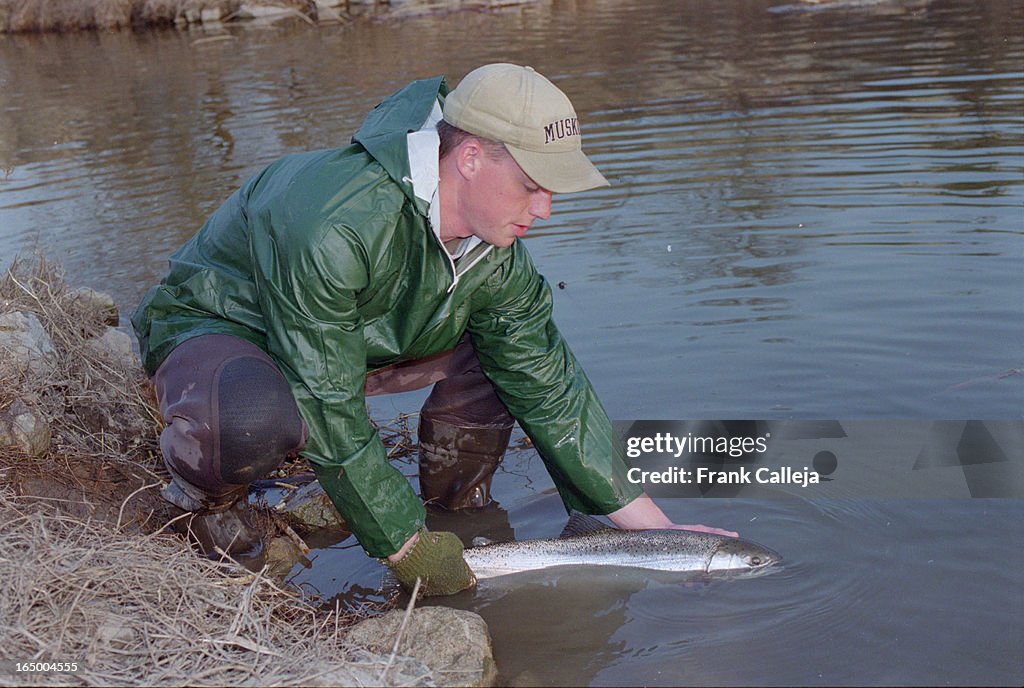 Various pictures of rainbow trout being stripped of eggs and milt to be hatched for future stocking