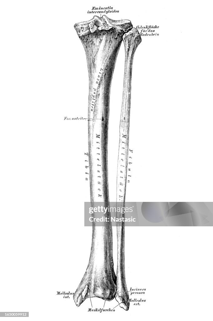 Tibia And Fibula High-Res Vector Graphic - Getty Images