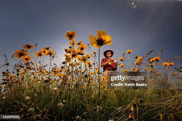 June 2008. Honey food front, Tom Morrisey of Lavender Hills Farm surrounded by coreopsis and white clover. Note that he has hives on some...