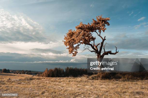 lonely old tree in the middle of a meadow in autumn, hungary - dood begrippen stockfoto's en -beelden