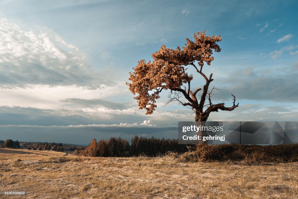 Lonely old tree in the middle of a meadow in autumn, Hungary