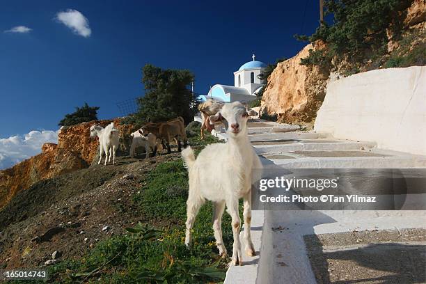 mona lisa smile, satanic eyes - dodecanese islands - fotografias e filmes do acervo