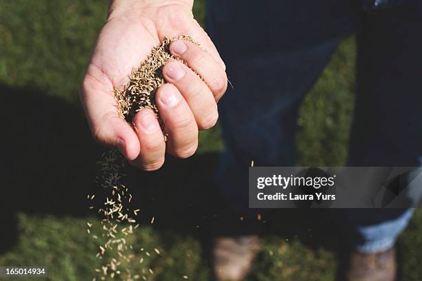 grass seed - seed stock pictures, royalty-free photos & images