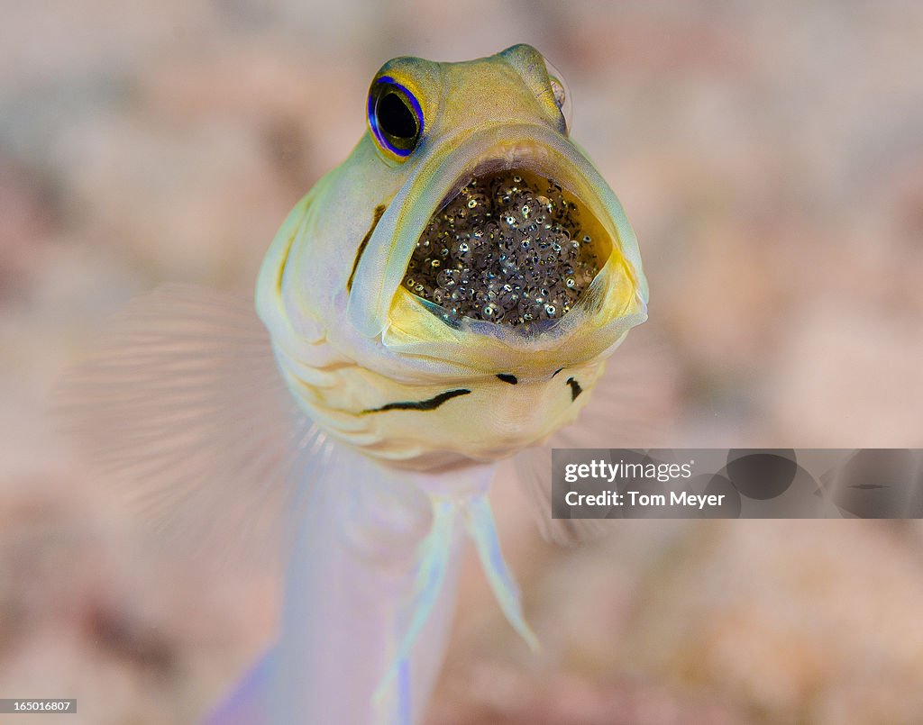 Cayman jawfish