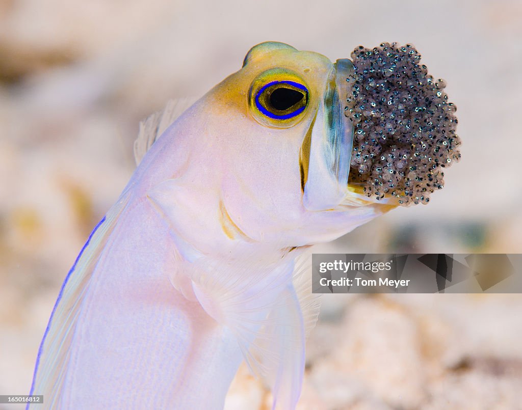 Cayman Jawfish with eggs