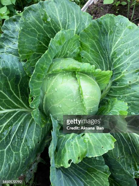 cabbage growing in open ground. top view - cabbage leafs stock-fotos und bilder
