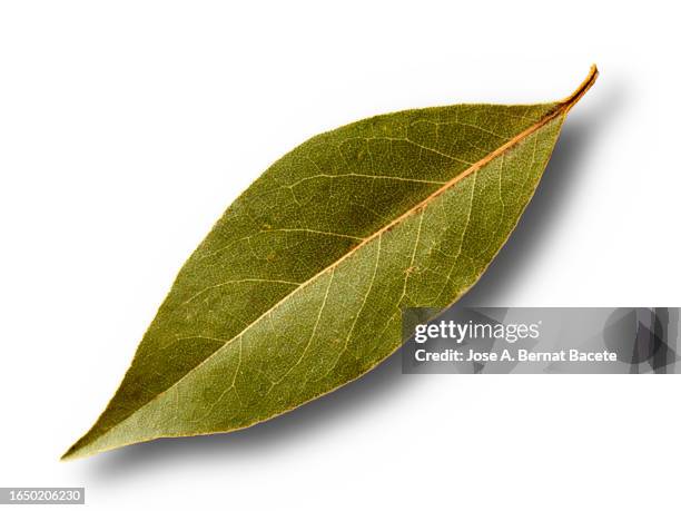 close-up of dried bay leave for cooking against white background. - bay stock pictures, royalty-free photos & images