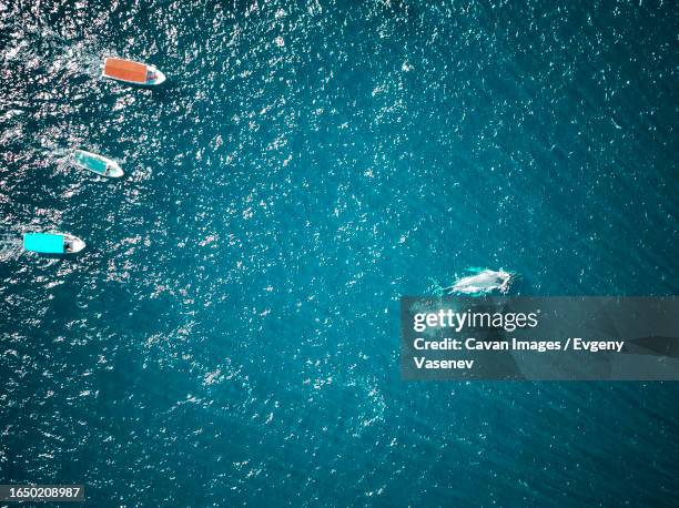 boats are chasing whales in the pacific ocean near baja california - whale watching stock pictures, royalty-free photos & images
