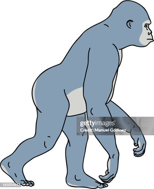 walking gorilla - evolution monkey stock illustrations