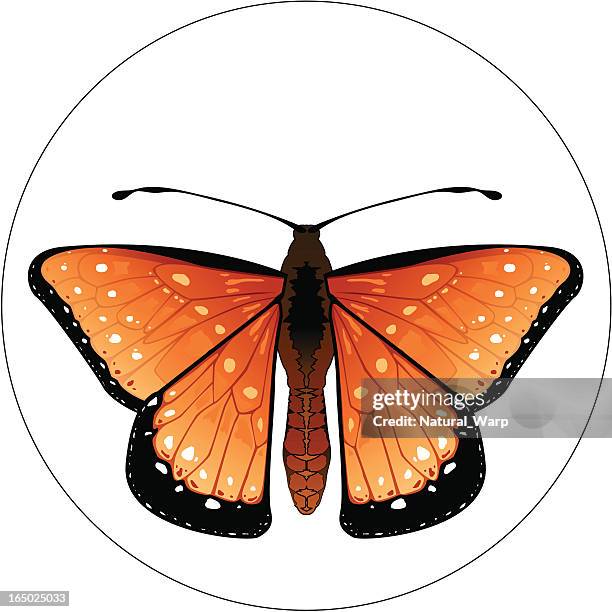 insect design 08 - orange butterfly stock illustrations