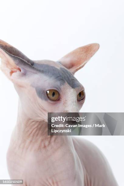 portrait of hairless cat on white backdrop - quadrupedalism stock pictures, royalty-free photos & images