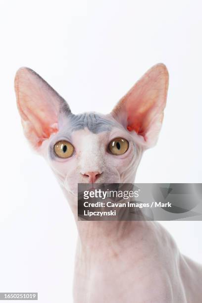 hairless cat portrait looking at viewer on white backdrop - quadrupedalism stock pictures, royalty-free photos & images