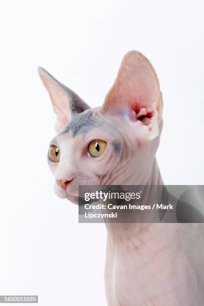 hairless cat portrait looking left on backdrop - quadrupedalism stock pictures, royalty-free photos & images