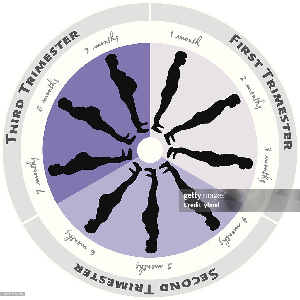 Pregnance Loop Pregnancy Progression Wheel High-Res Vector Graphic - Getty Images