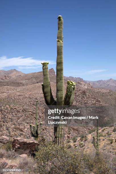 saguaro cactus in full bloom on rocky landscape vertical - cactus isolated stock pictures, royalty-free photos & images