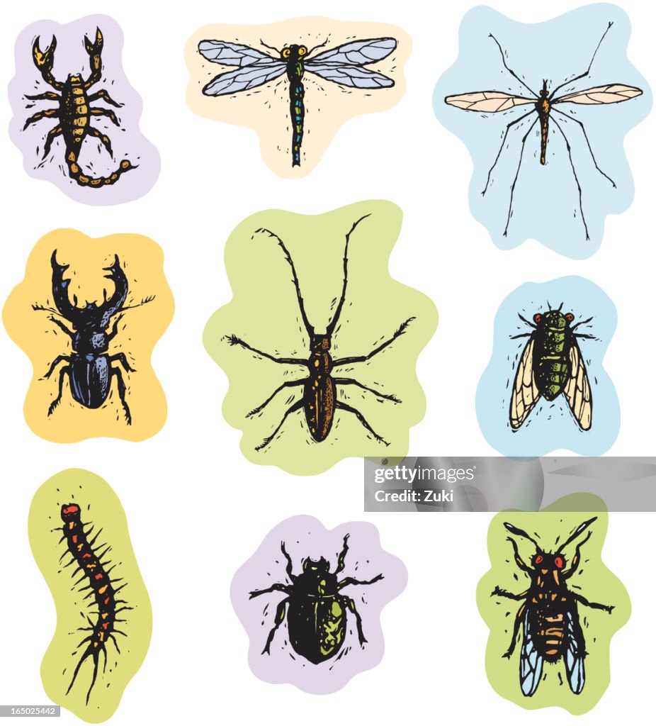Insects and Arachnids 2
