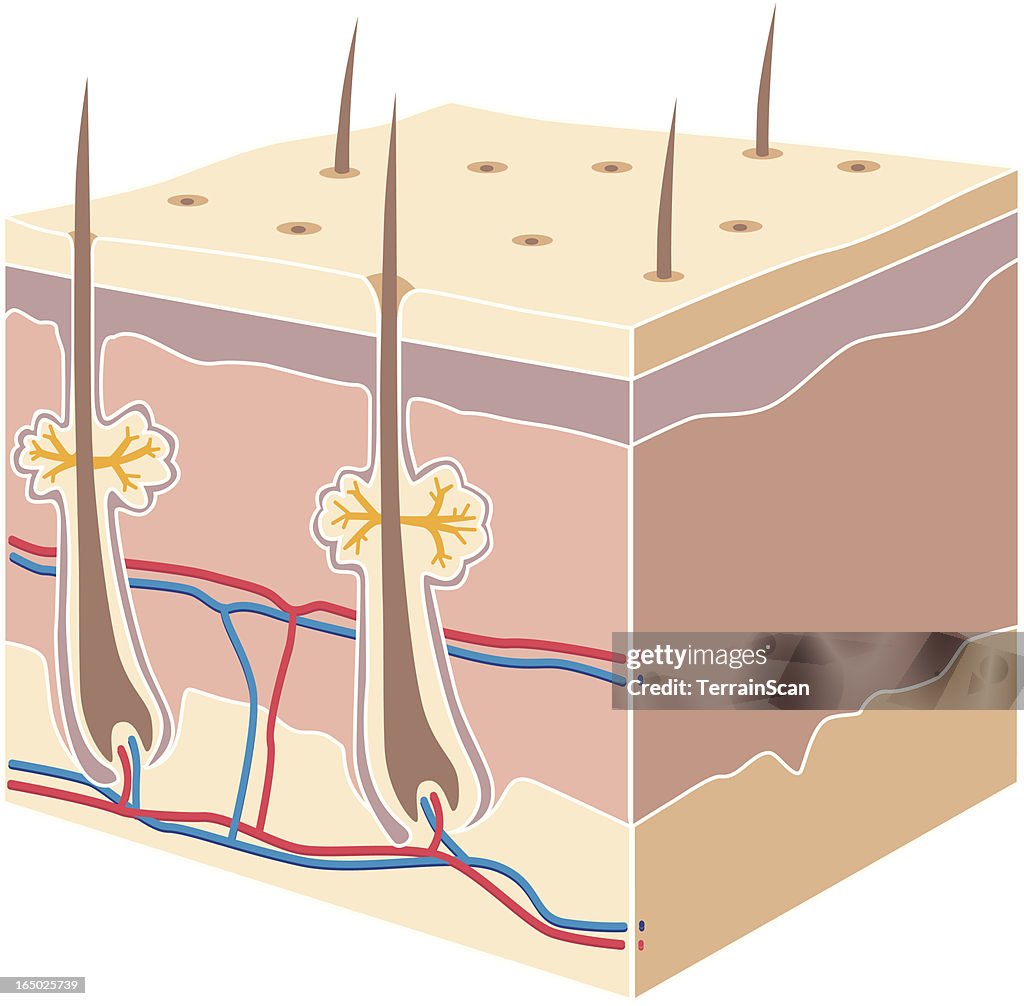 Cross section skin