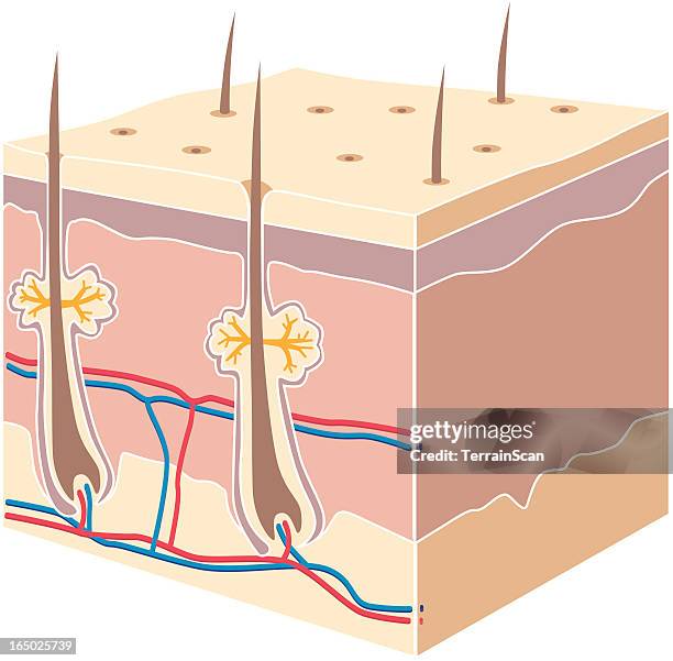 cross section skin - human skin cell stock illustrations