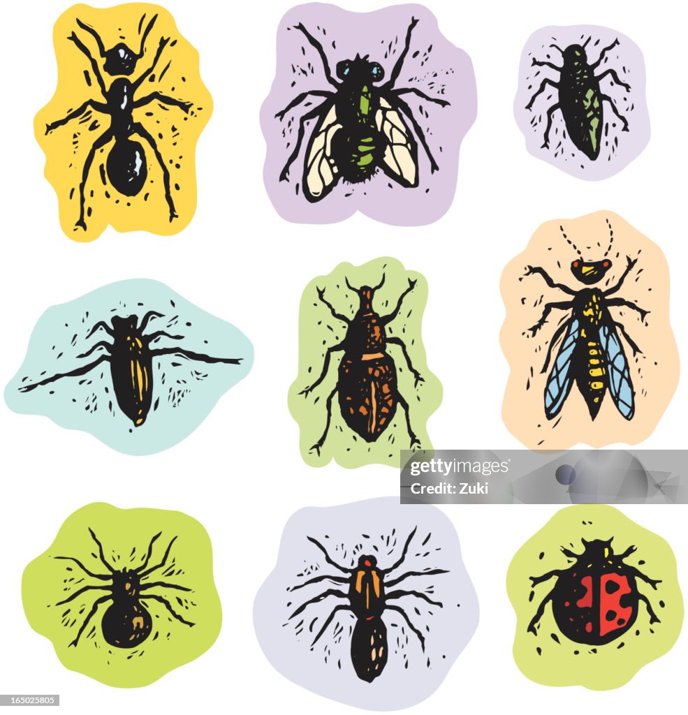 Insects and arachnids