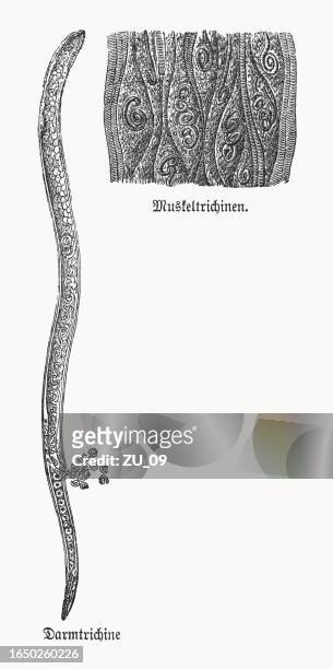 trichinella spiralis larvae, wood engraving, published in 1898 - nematode worm stock illustrations