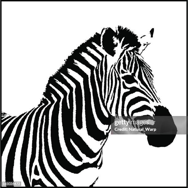 zebra single - white stallion stock illustrations