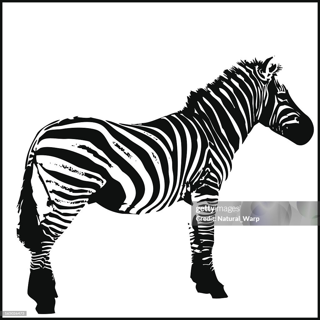 Zebra Bitmap Zebra Total High-Res Vector Graphic - Getty Images