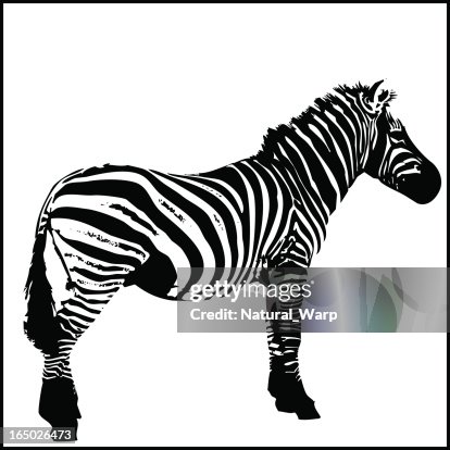 Zebra Total Zebra Total