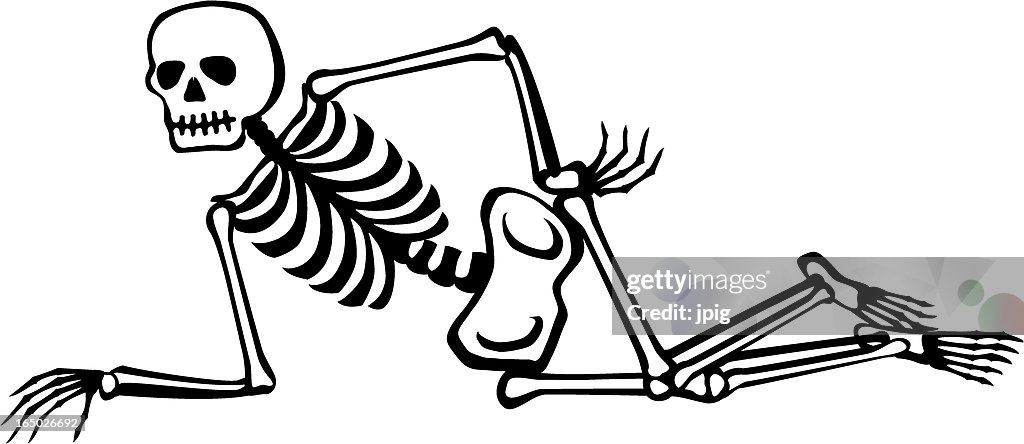 Skeleton - lying