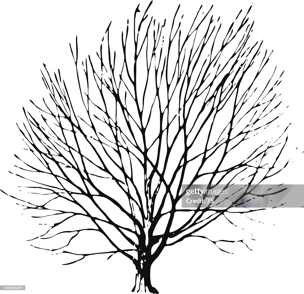 Tree - carpinus betulus - vector