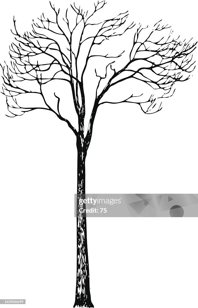 Tree - fraxinus excelsior - vector