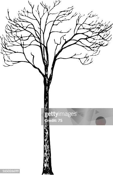 tree - fraxinus excelsior - vector - ash tree stock illustrations