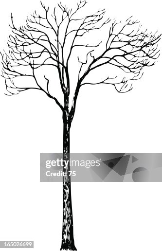 Tree - fraxinus excelsior - vector Tree - fraxinus excelsior - vector