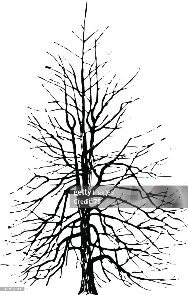 Tree - ginkgo biloba - vector
