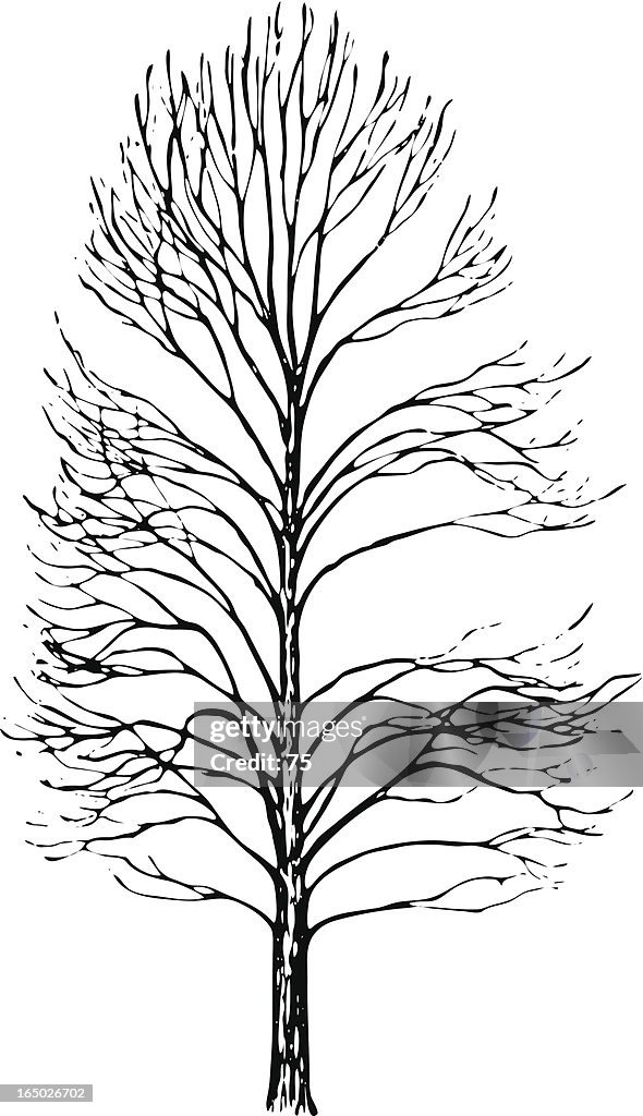 Tree - populus berelinensis - vector