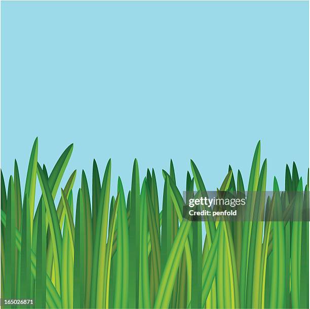 grass - bermuda grass lawn stock illustrations