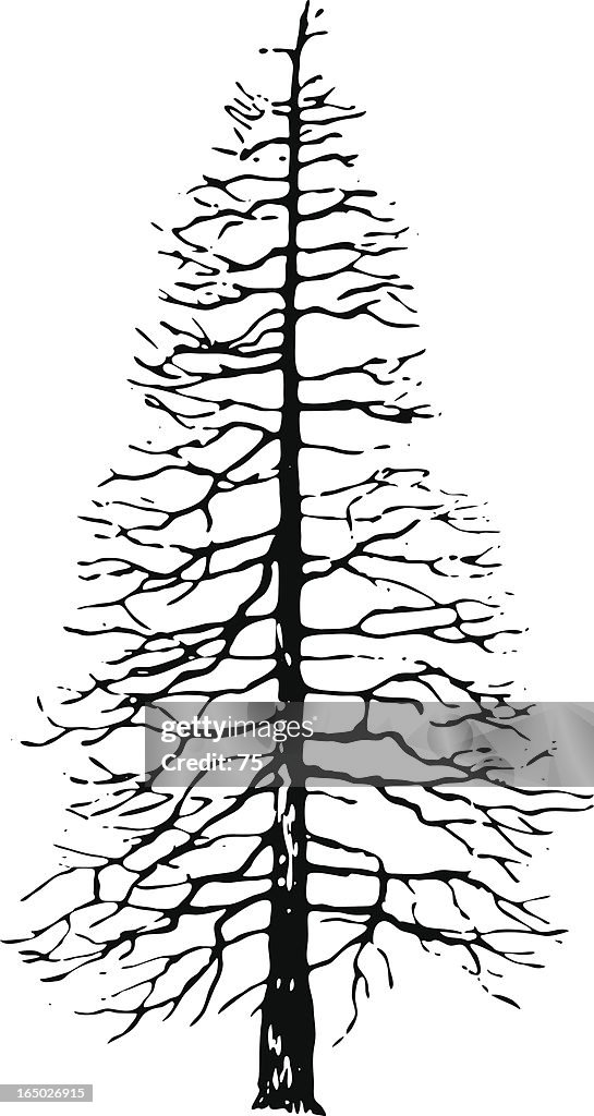 Tree - taxodium distychum - vector
