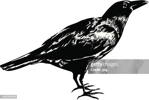 stockillustraties, clipart, cartoons en iconen met a drawing of a black crow on a white background - crow