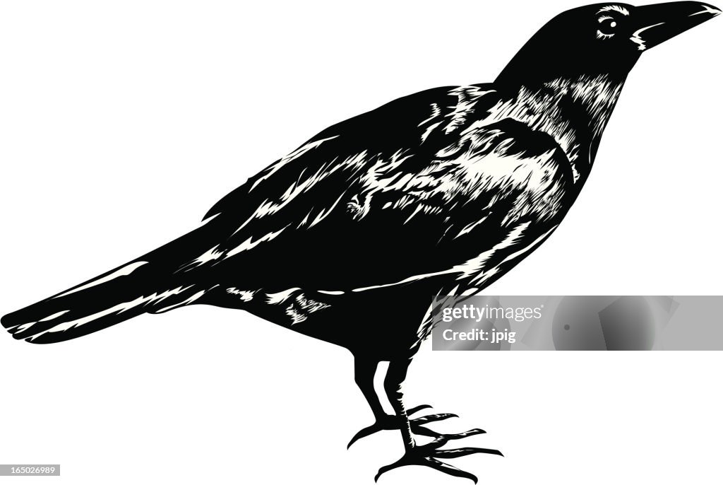 A drawing of a black crow on a white background