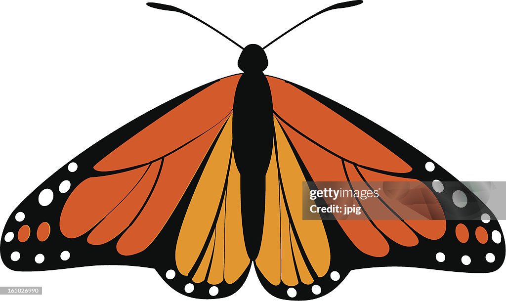Monarch butterfly